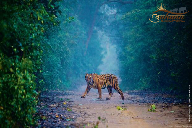 jim corbett safari in rain