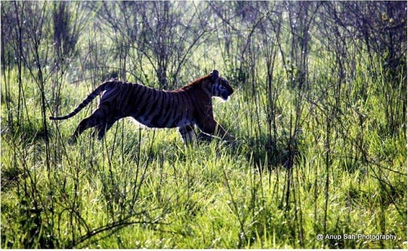 5 Reasons to Visit Jim Corbett National Park