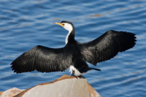 Bird Watching Trails In Jim Corbett at  Aahana "The Corbett Wilderness"