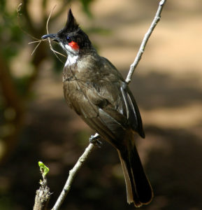 Bird Watching Trails In Jim Corbett at  Aahana "The Corbett Wilderness"