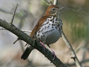 Bird Watching Trails In Jim Corbett at  Aahana "The Corbett Wilderness"