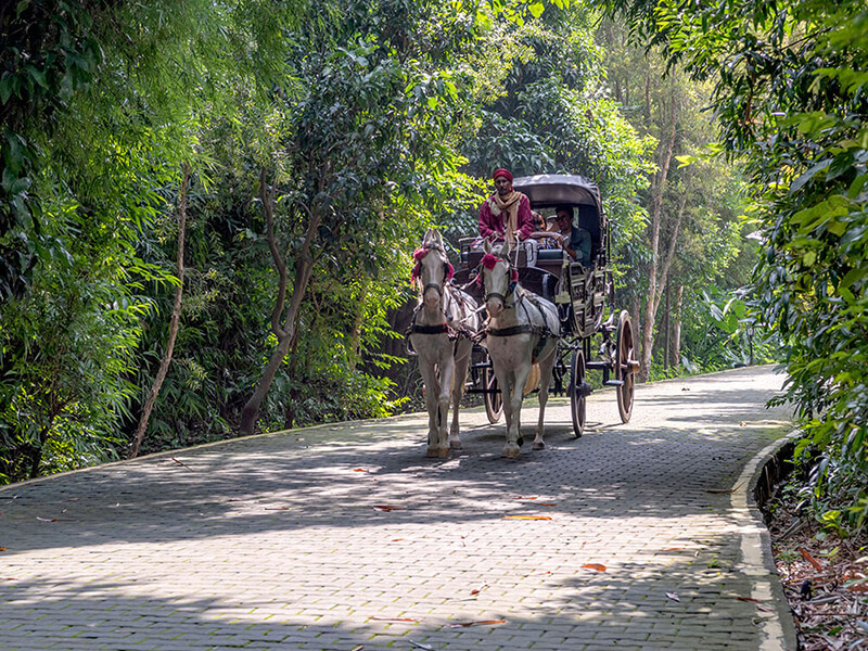 Buggy Ride - Aahana Resort